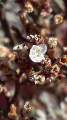 Limonium brasiliense