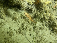 Sebastes semicinctus