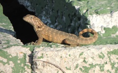 Leiocephalus carinatus