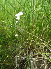Asperula tinctoria