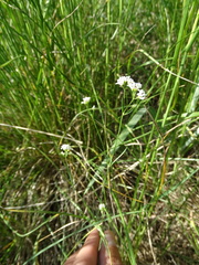 Asperula tinctoria