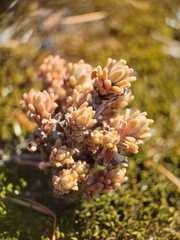 Sedum radiatum