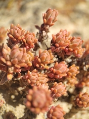 Sedum radiatum