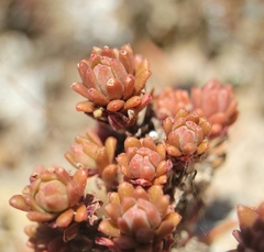 Sedum radiatum