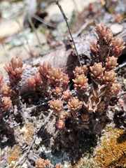 Sedum radiatum