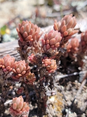 Sedum radiatum