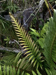 Blechnum orientale