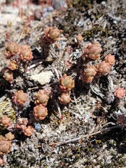 Sedum radiatum