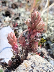 Sedum radiatum