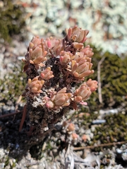 Sedum radiatum