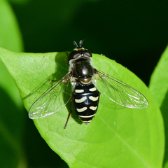 Eupeodes volucris