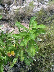 Banksia dentata