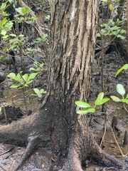 Xylocarpus moluccensis