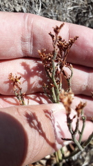 Limonium brasiliense