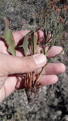 Limonium brasiliense
