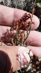 Limonium brasiliense
