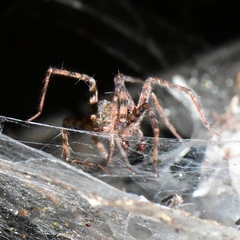Tegenaria domestica