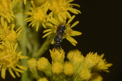 Hylaeus