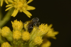 Hylaeus