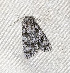 Acronicta marmorata