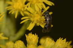 Hylaeus