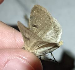 Cissusa indiscreta