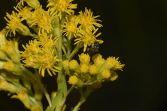 Hylaeus
