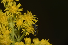 Hylaeus