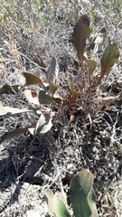 Limonium brasiliense
