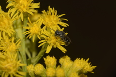 Hylaeus