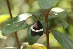 Pidorus