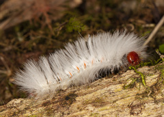 Neopreptos marathusa