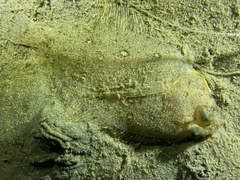 Citharichthys xanthostigma