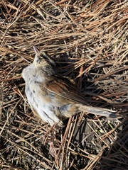 Melospiza georgiana nigrescens