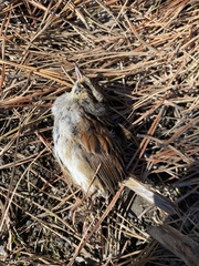 Melospiza georgiana nigrescens