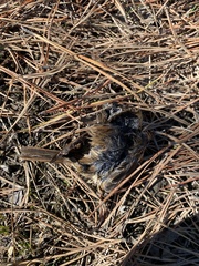 Melospiza georgiana nigrescens