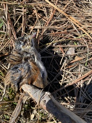 Melospiza georgiana nigrescens