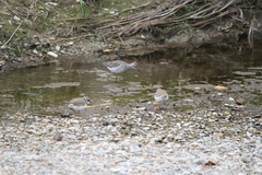 Charadrius dubius