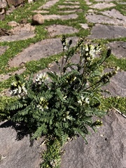 Astragalus garbancillo