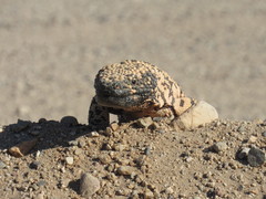 Heloderma suspectum suspectum