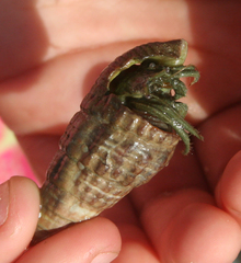 Clibanarius longitarsus