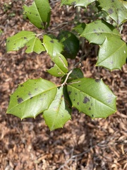 Phytophthora ilicis