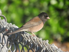 Junco hyemalis