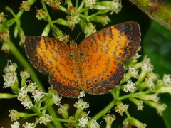 Mazia amazonica