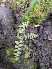 Polystichum munitum