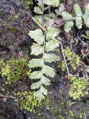 Polystichum munitum