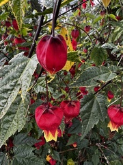Callianthe megapotamica