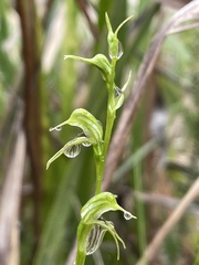 Pterostylis daintreana