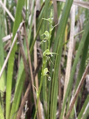 Pterostylis daintreana
