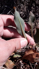 Limonium brasiliense